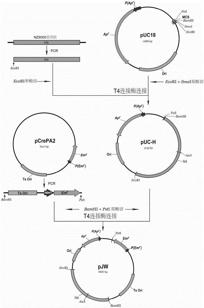 Rapid screening system for Lactococcus lactis with knocked-in exogenous genes as well as construction method and application of rapid screening system