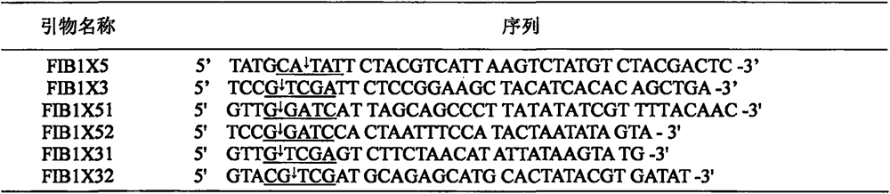 Bacillus cellulase gene fib1x suitable for rice straw returning to field