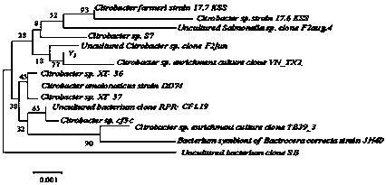 A kind of Citrobacter y3 with the function of degrading brominated flame retardants and its application