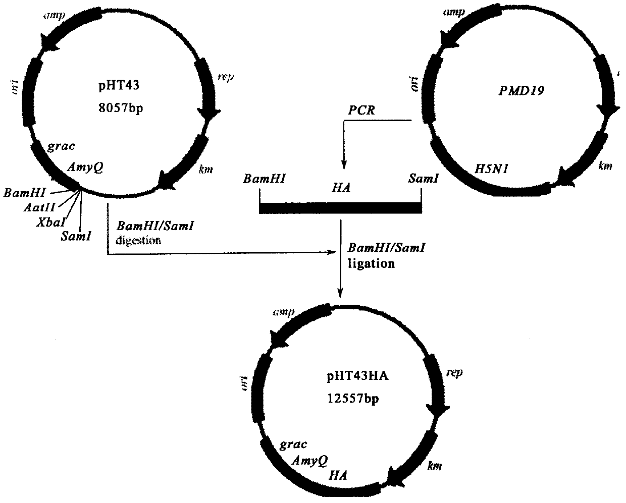 Recombinant Bacillus subtilis expressing highly pathogenic avian influenza h5n1 hemagglutinin ha protein