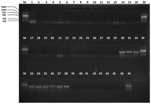 Specific primer pair for identifying tangerine fruit flies and citrus fruit flies and application thereof