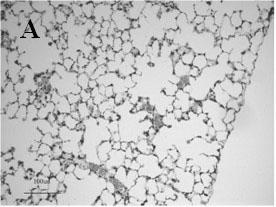 Method for pathologically fixing experimental animal lung