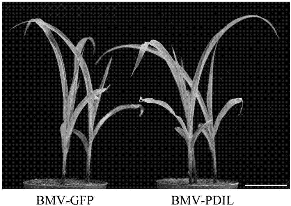 Application of ZmPDIL gene in controlling maize dwarf mosaic