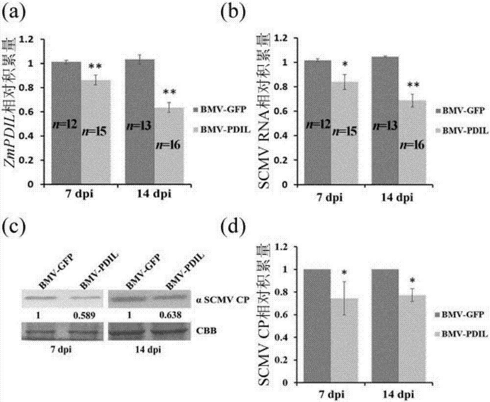 Application of ZmPDIL gene in controlling maize dwarf mosaic