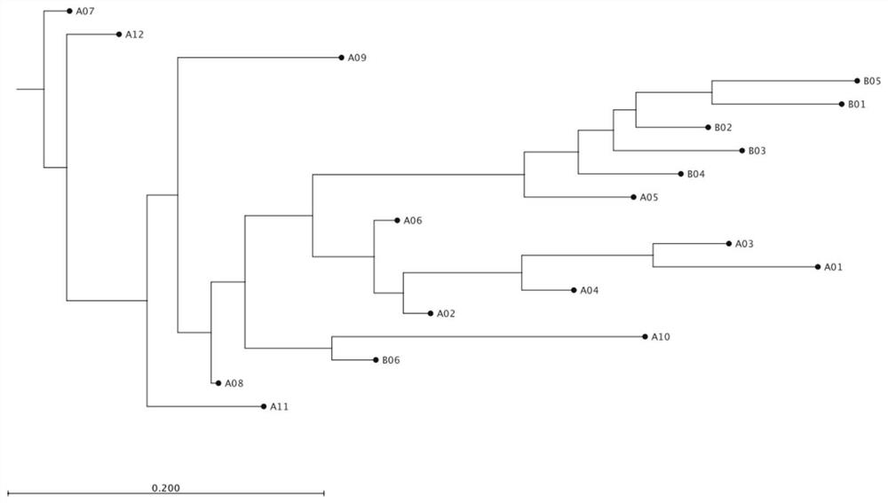 A set of sturgeon SNP molecular markers, evaluation methods for sturgeon seed production and genetic evaluation methods