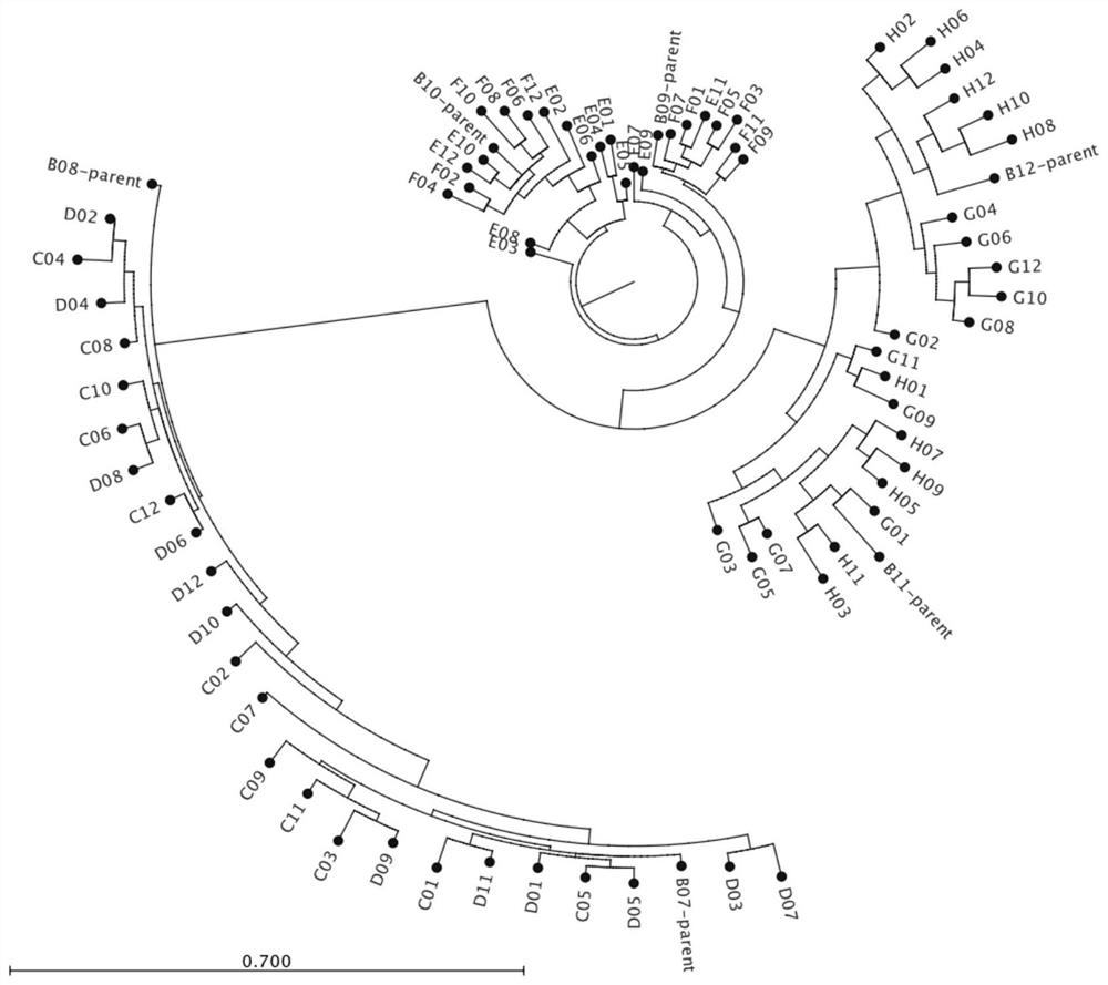 A set of sturgeon SNP molecular markers, evaluation methods for sturgeon seed production and genetic evaluation methods