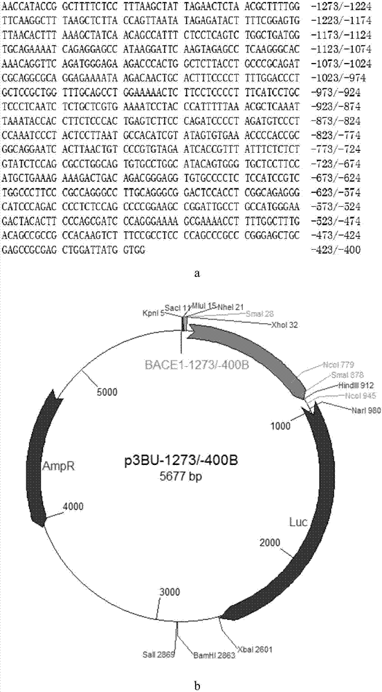 Human bace1 gene transcription promoter and its main cis-acting element and application