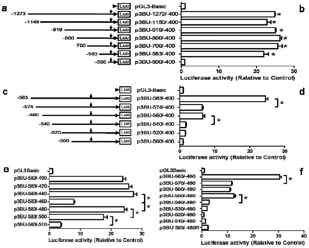 Human bace1 gene transcription promoter and its main cis-acting element and application