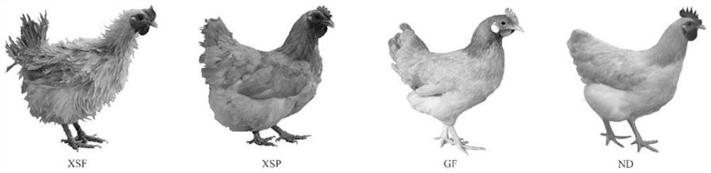 Chicken feather turning character causal mutation site and application thereof in genetic breeding