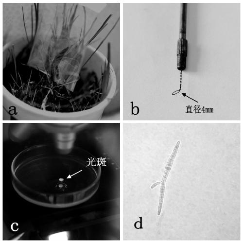 Efficient cordyceps sinensis ascospore separating method