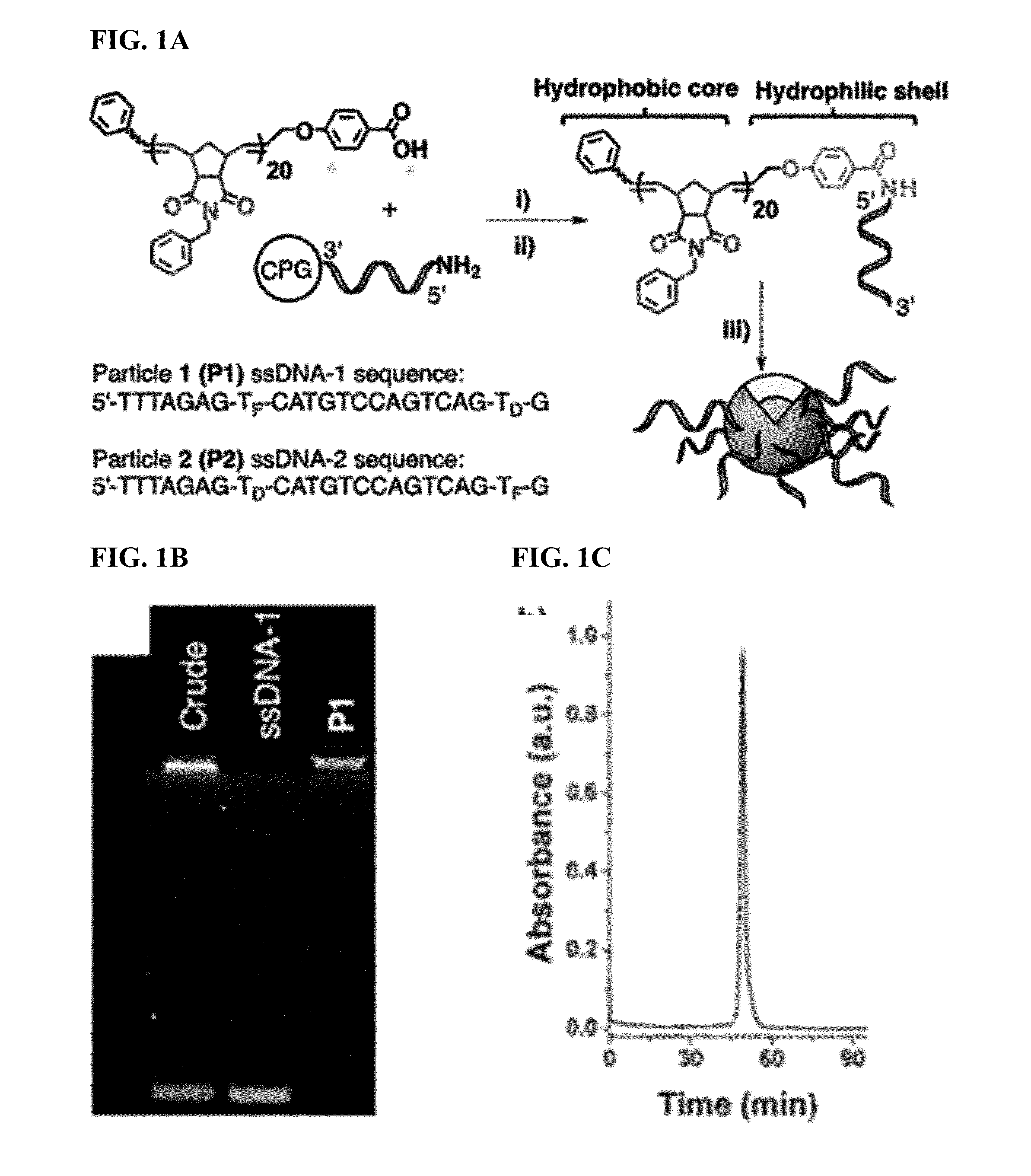 Methods for arranging and packing nucleic acids for unusual resistance to nucleases and targeted delivery for gene therapy