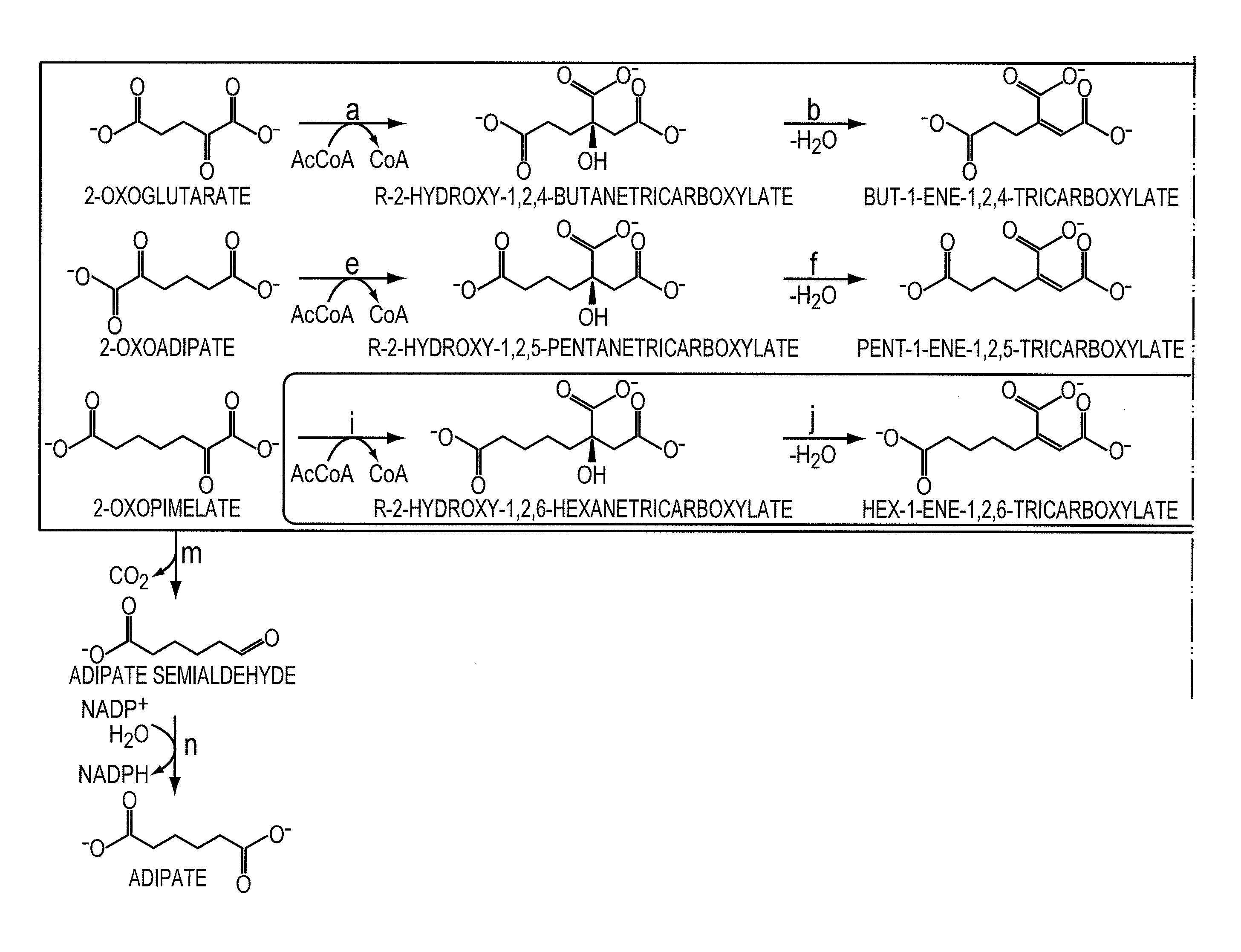 Biological Synthesis of Difunctional Alkanes from Carbohydrate Feedstocks