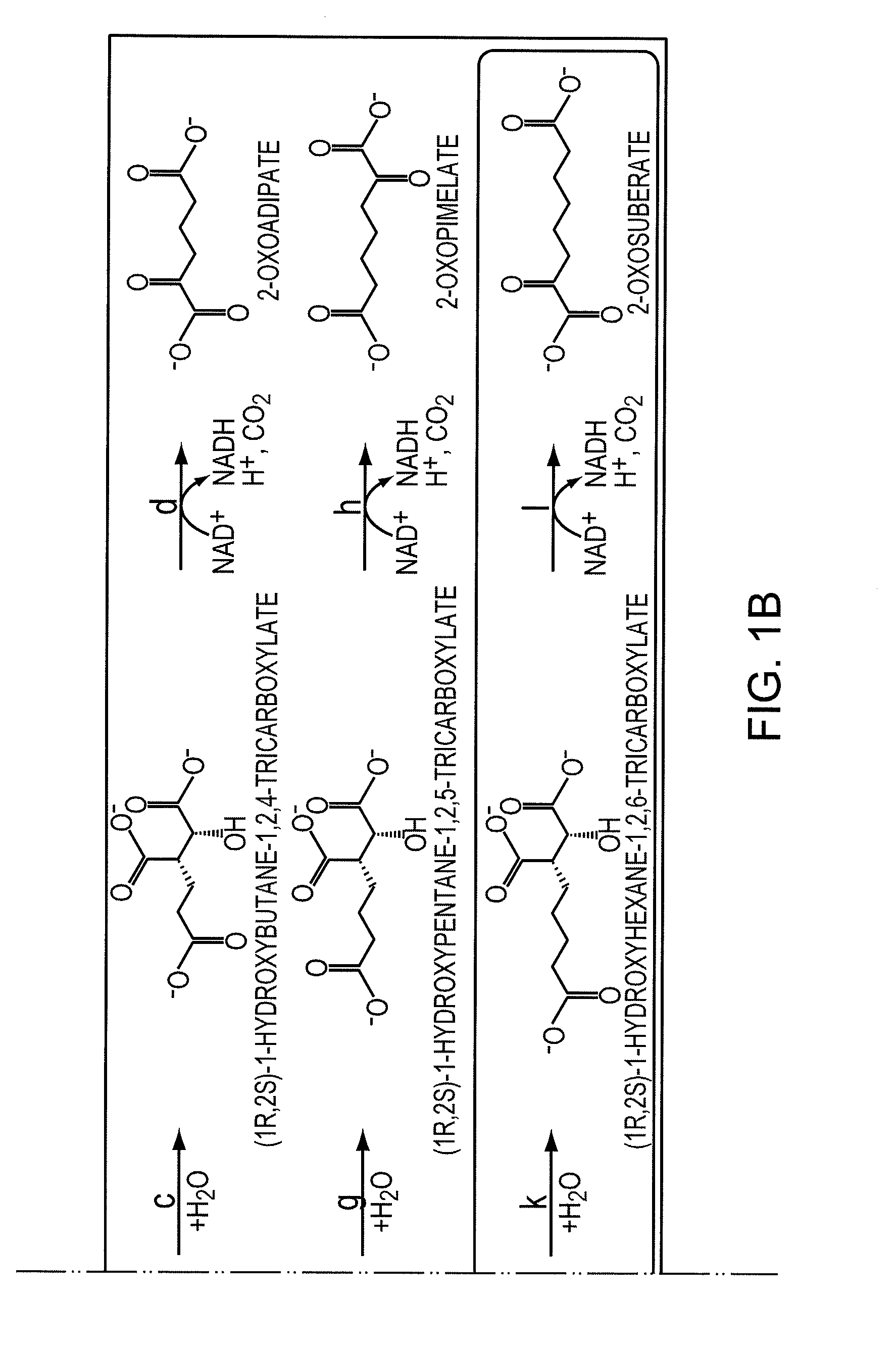 Biological Synthesis of Difunctional Alkanes from Carbohydrate Feedstocks