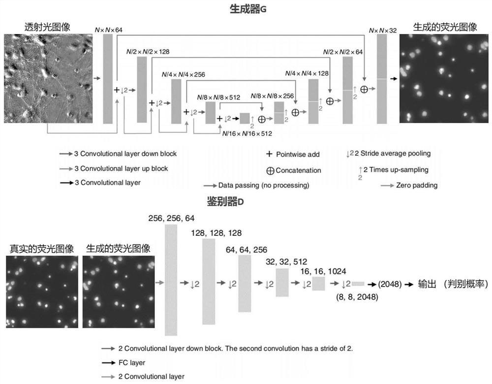 Fluorescence labeling prediction method based on unlabeled transmission cell microscopic image