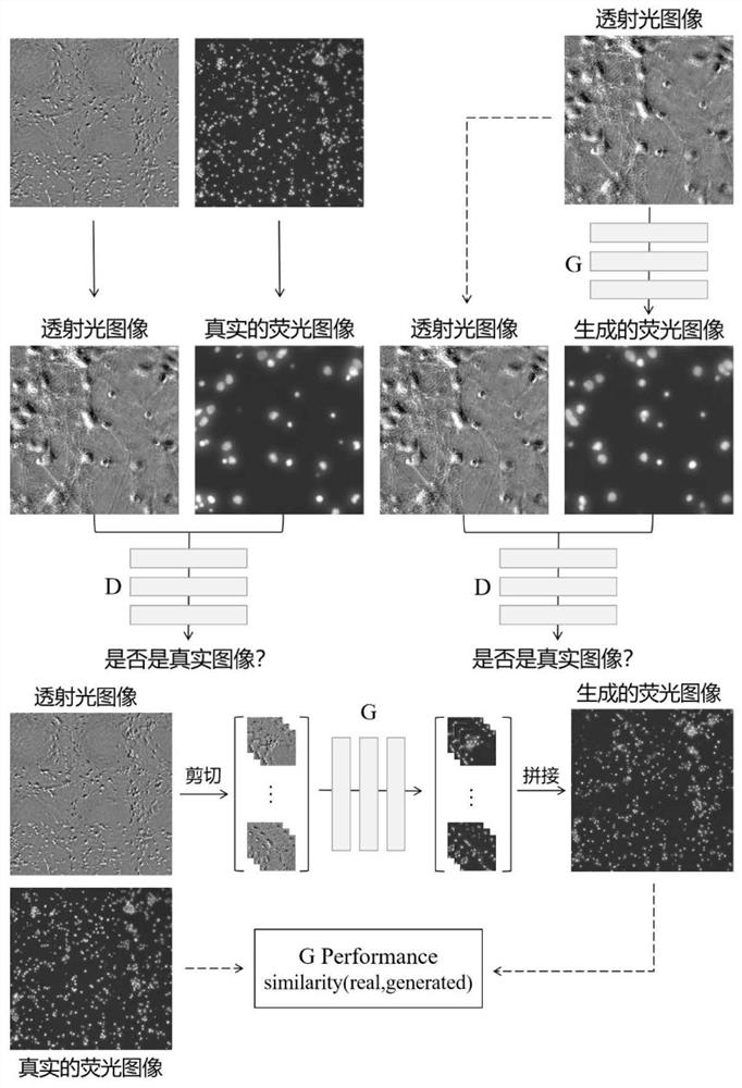 Fluorescence labeling prediction method based on unlabeled transmission cell microscopic image