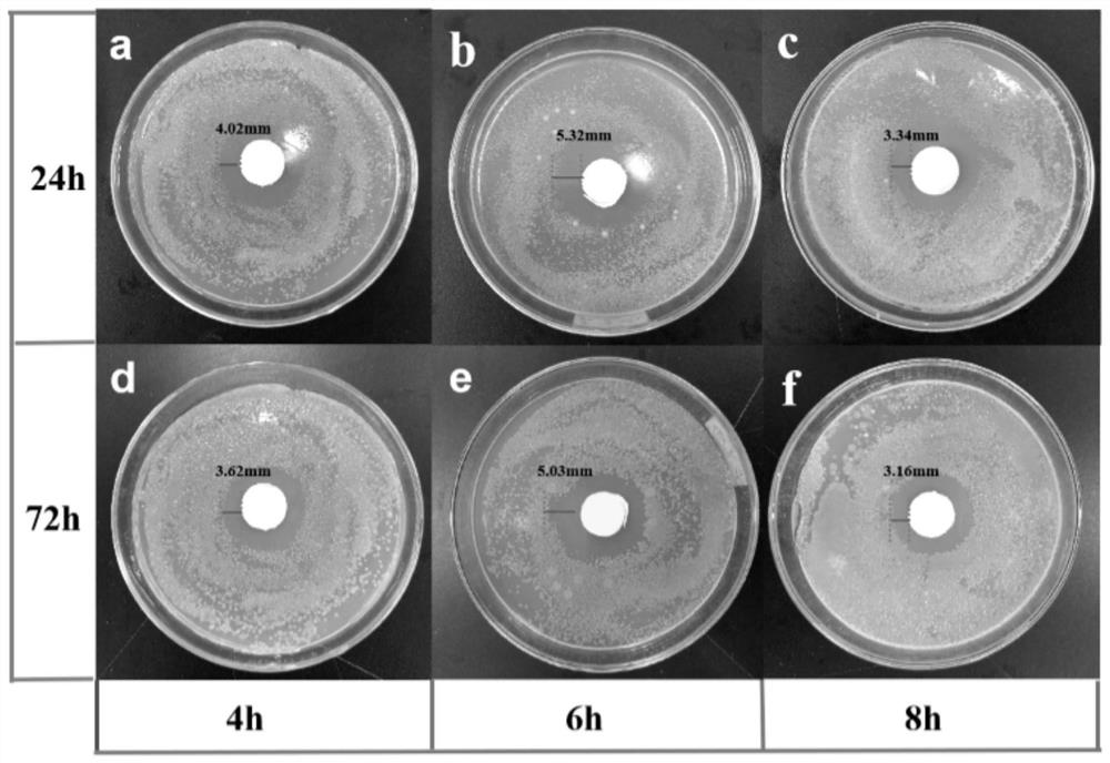 Wound dresing of bacterial cellulose-based sericin and peppermint oil nanoparticle wound dressing and preparation method thereof