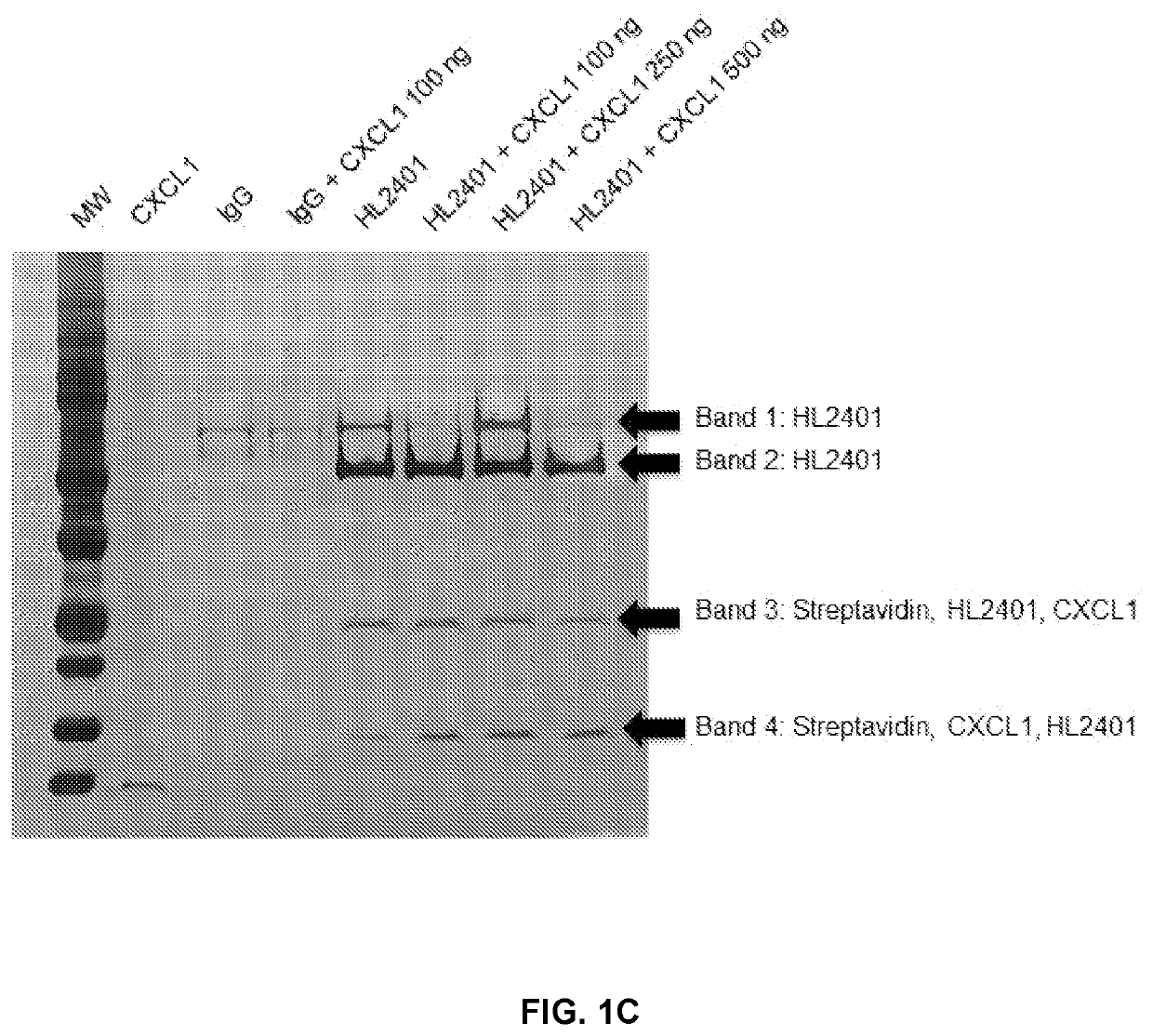 Compositions and methods for treatment of diseases involving cxcl1 function