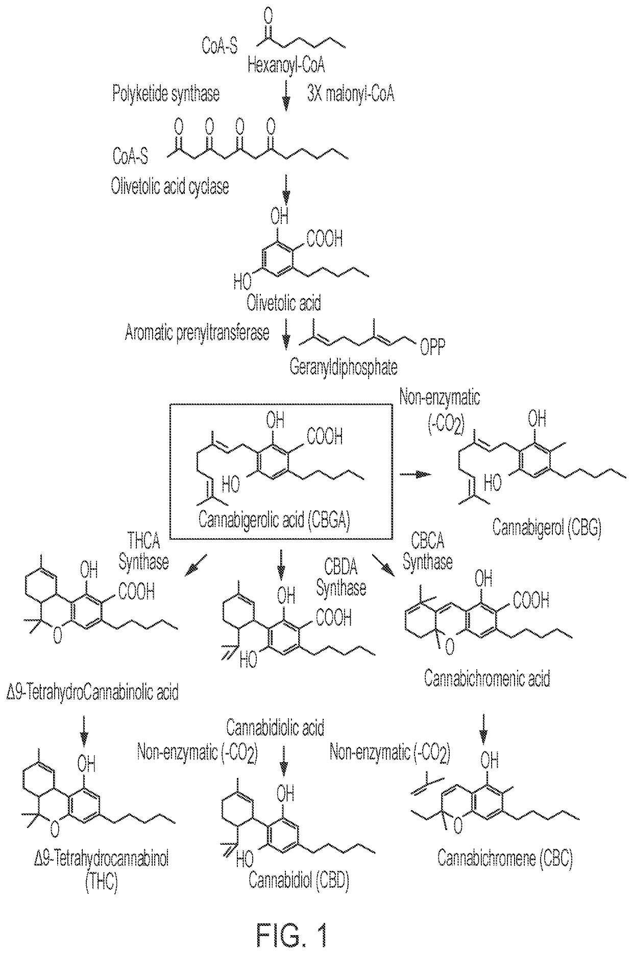 Microorganisms and methods for the fermentation of cannabinoids