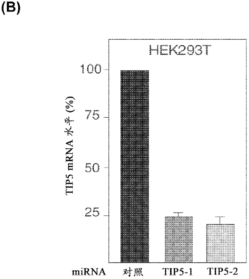 Improved cell lines having reduced expression of NOCR and use thereof