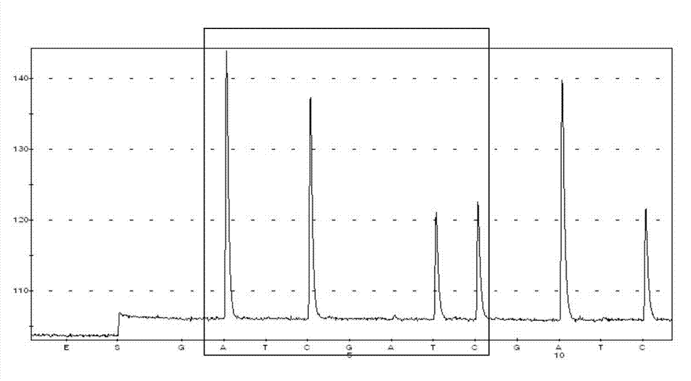 Primer and kit for detecting NQO1 gene polymorphism, and application of primer and kit on pathological examination