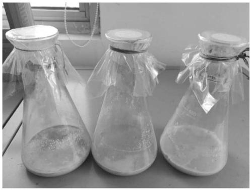 Preparation method of degrading bacterium agent for kitchen waste treatment