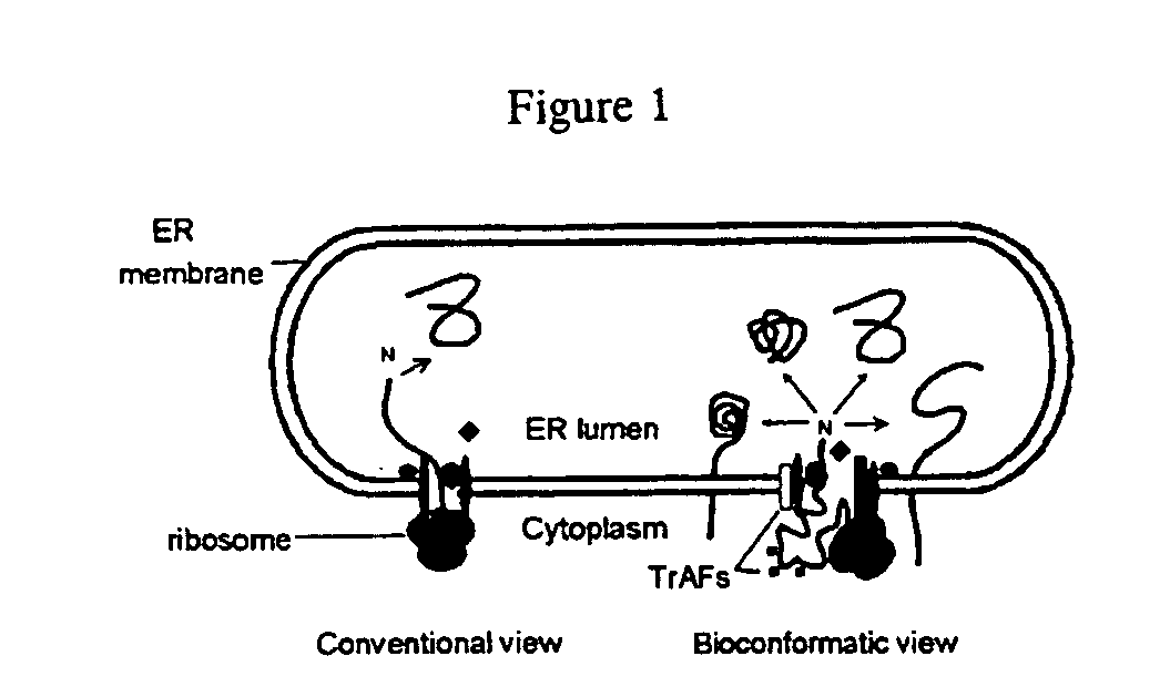 Prostate cancer therapeutics and diagnostics based on conformers of prostatic cid phosphatase