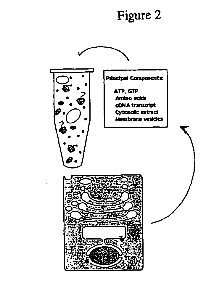 Prostate cancer therapeutics and diagnostics based on conformers of prostatic cid phosphatase