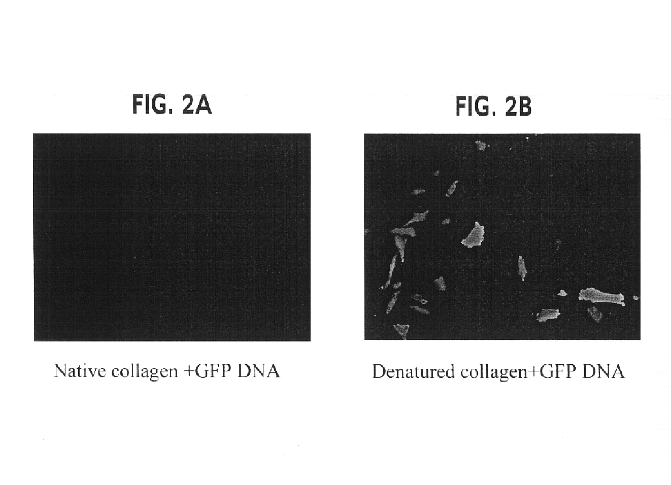 Methods and compositions for enhancing the delivery of a nucleic acid to a cell