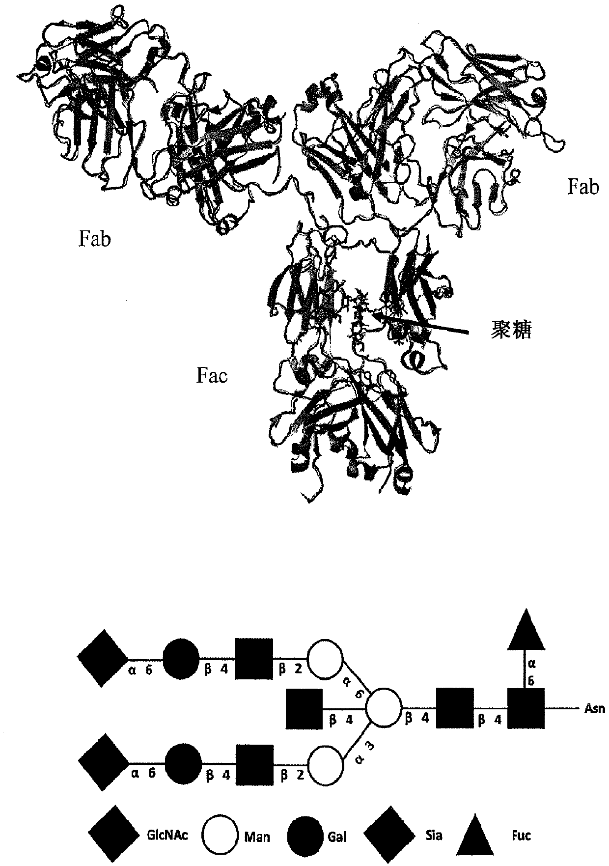 Endo-s2 mutants as glycosynthases, method of making and use for glycoengineering of glycoproteins