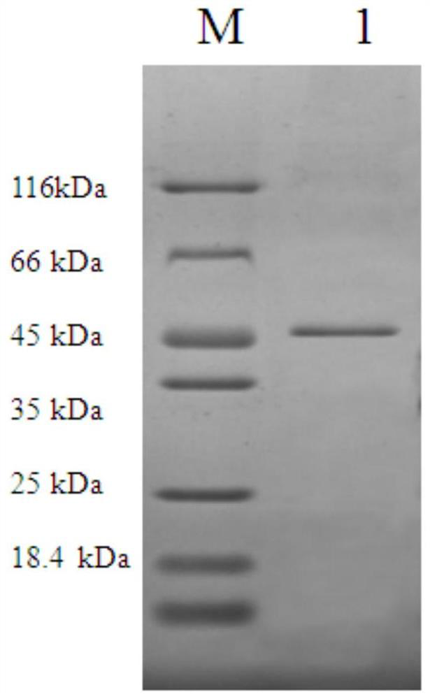 A double-antibody sandwich ELISA diagnostic kit for detecting bovine rotavirus and its application