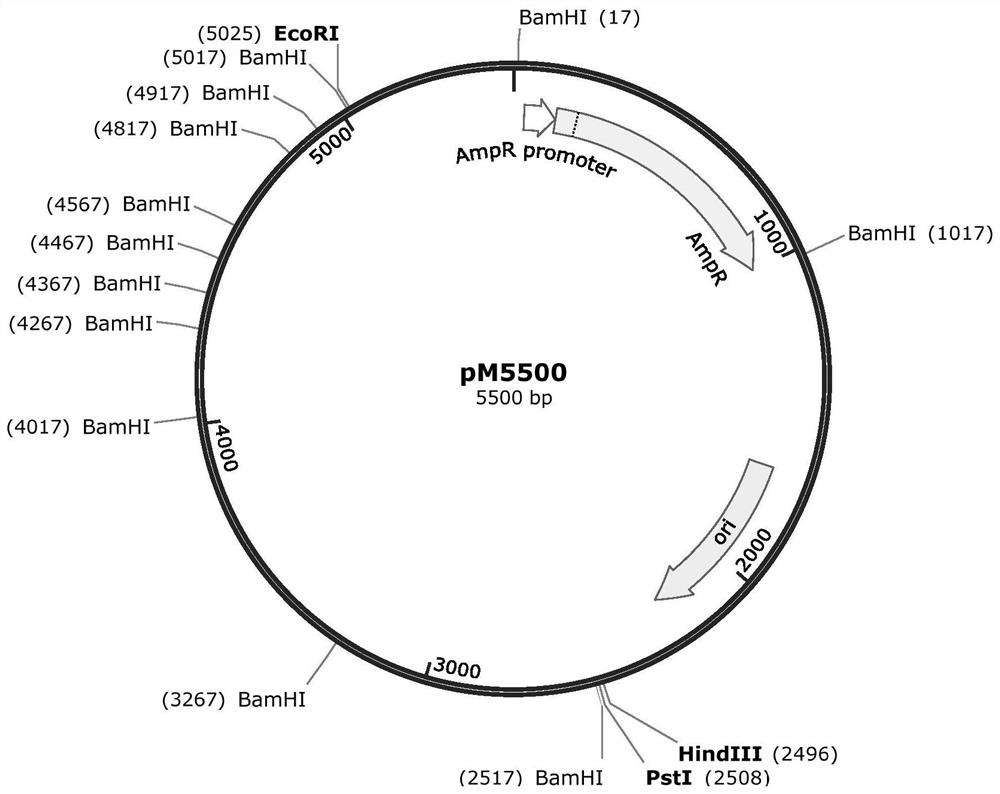 Artificially designed plasmid pM5500 and application thereof in preparation of DNA marker