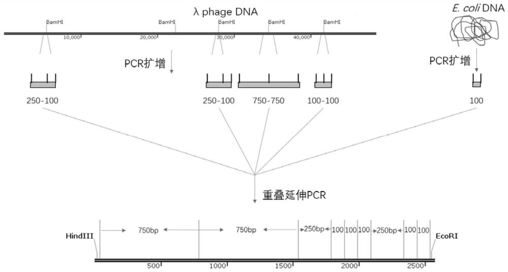 Artificially designed plasmid pM5500 and application thereof in preparation of DNA marker
