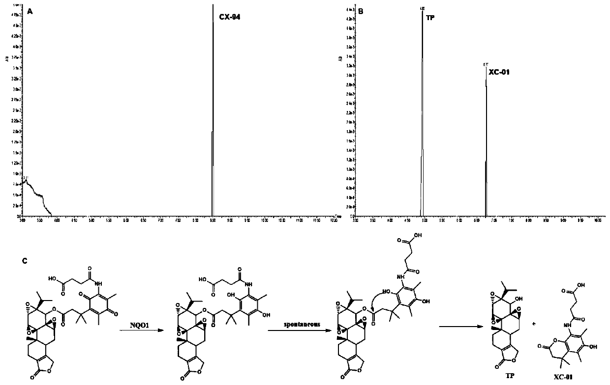 Water-soluble triptolide derivative and preparation method and application thereof