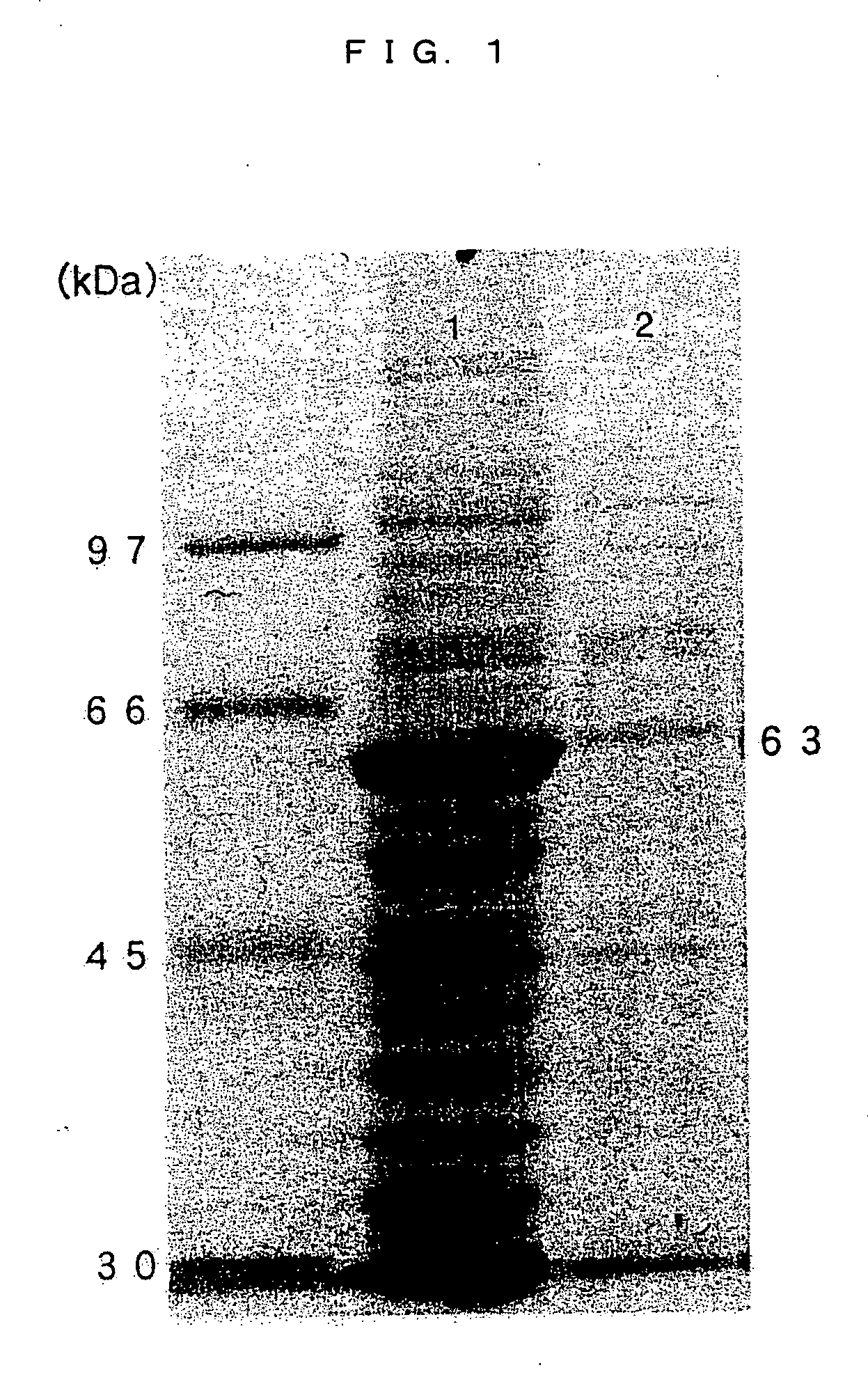 Tick galectin