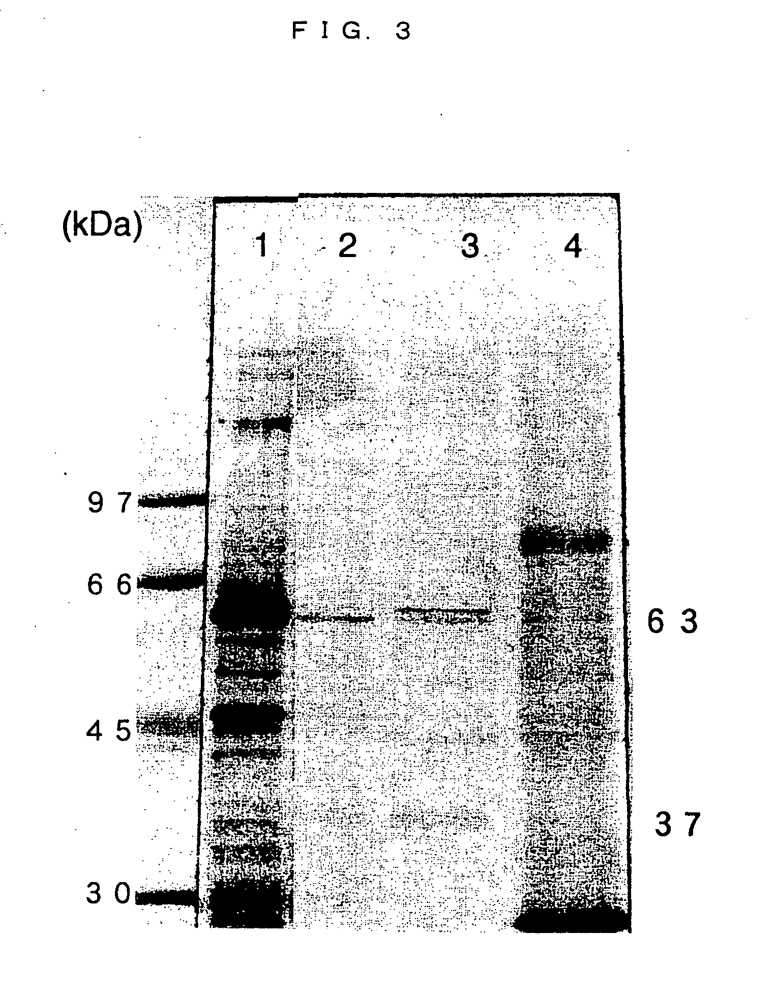 Tick galectin