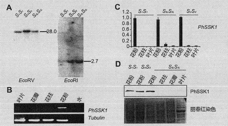 Protein involving self-incompatibility and cross-compatibility control of phanerogam pollen, coding gene thereof and application
