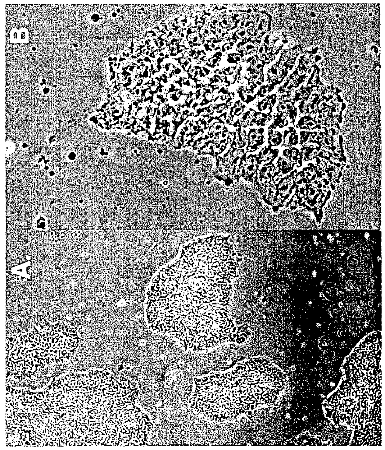 Differentiating ES cells using a tenascin