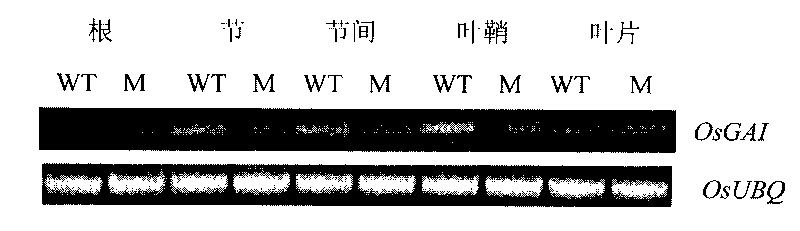 Dominant dwarf rice related protein, encoding gene thereof and application