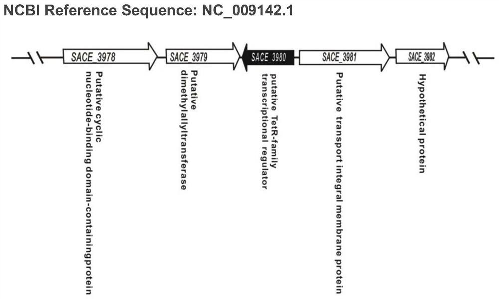 Method for improving erythromycin production by transforming Saccharopolyspora erythromycetes sace_3980 gene