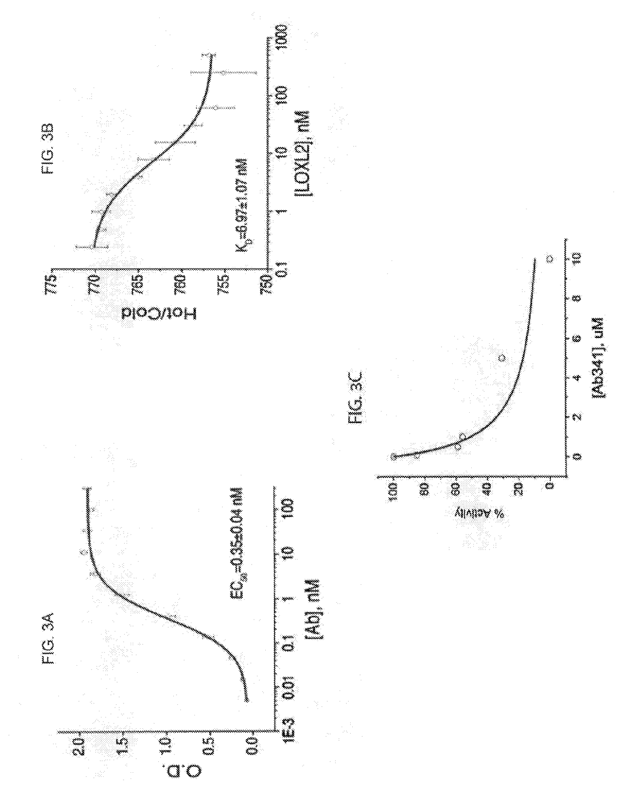 Antibodies targeted against loxl-2 for the treatment of collagen-associated pathologies