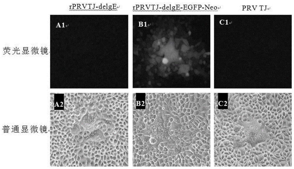 Pseudorabies virus mutant double gene deletion strain and its construction method and application