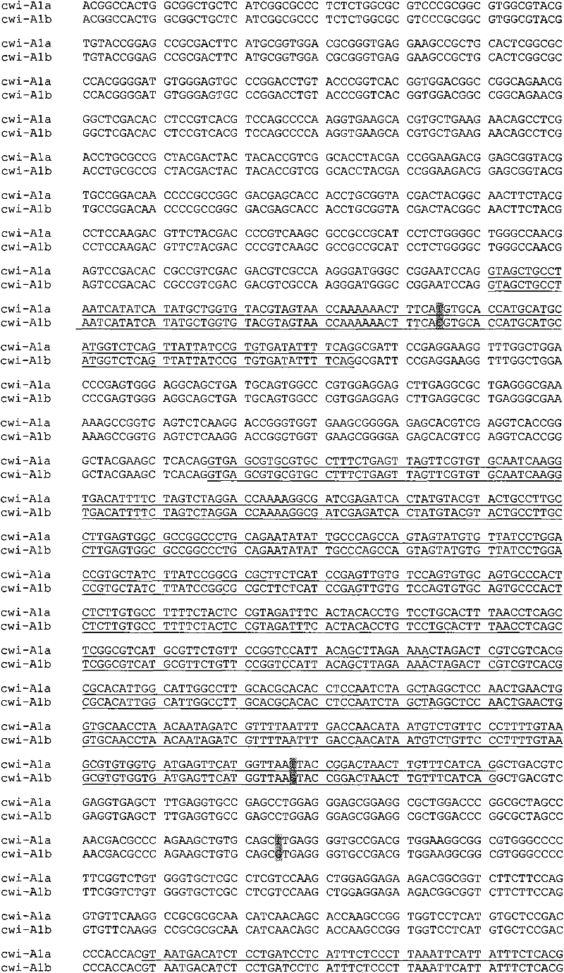 Auxiliary method for identifying wheat with different thousand grain weight properties, and special primer thereof