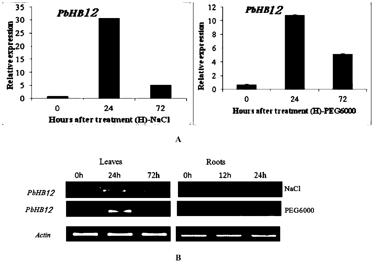 Plant Stress Tolerance Related Transcription Factors and Their Encoding Genes and Applications