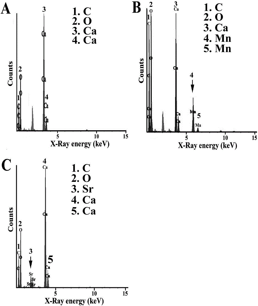 Calcium carbonate producing actinomycetes and application thereof
