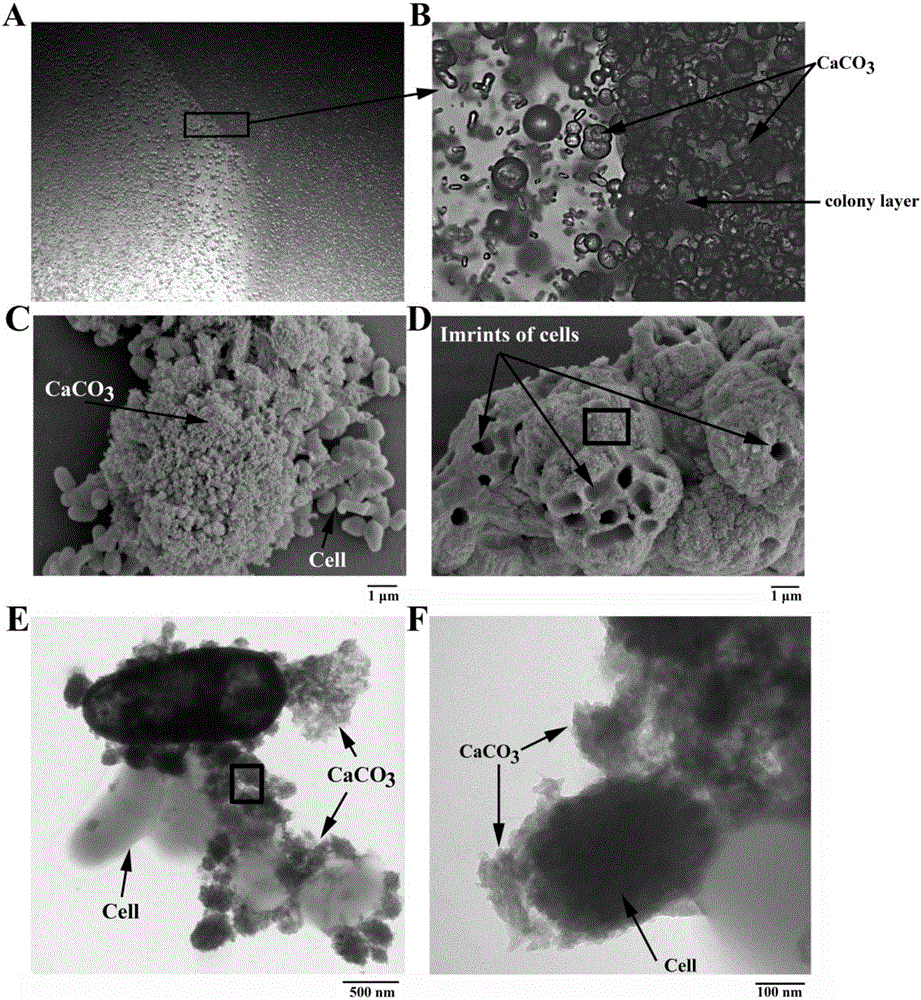 Calcium carbonate producing actinomycetes and application thereof