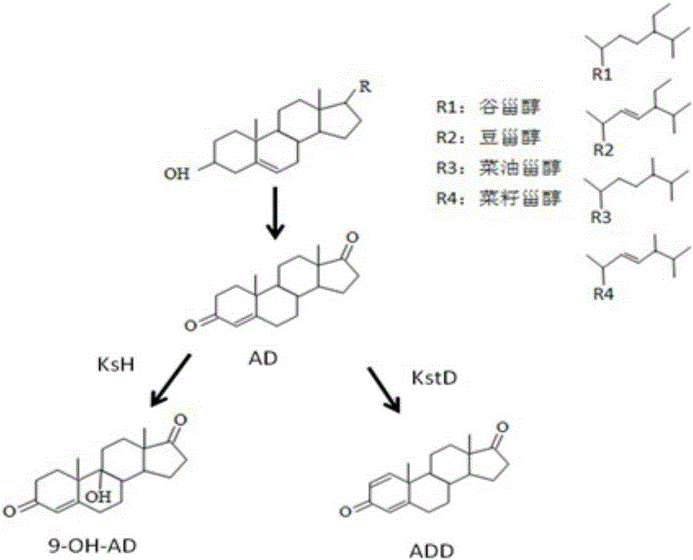 A kind of method that biotransformation phytosterol prepares steroid drug intermediate