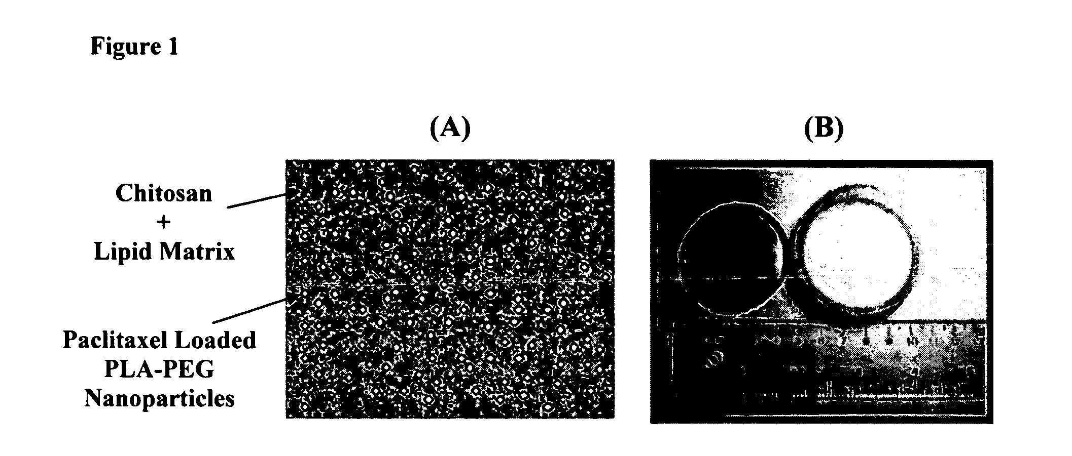 Biodegradable biocompatible implant and method of manufacturing same