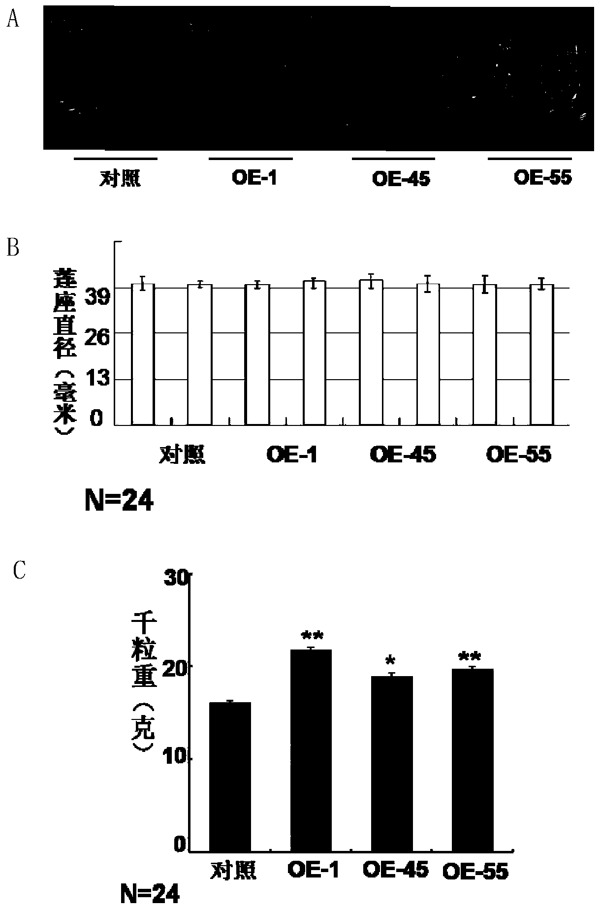 Grain weight-associated protein originated from soybean and related biomaterial thereof, and application thereof