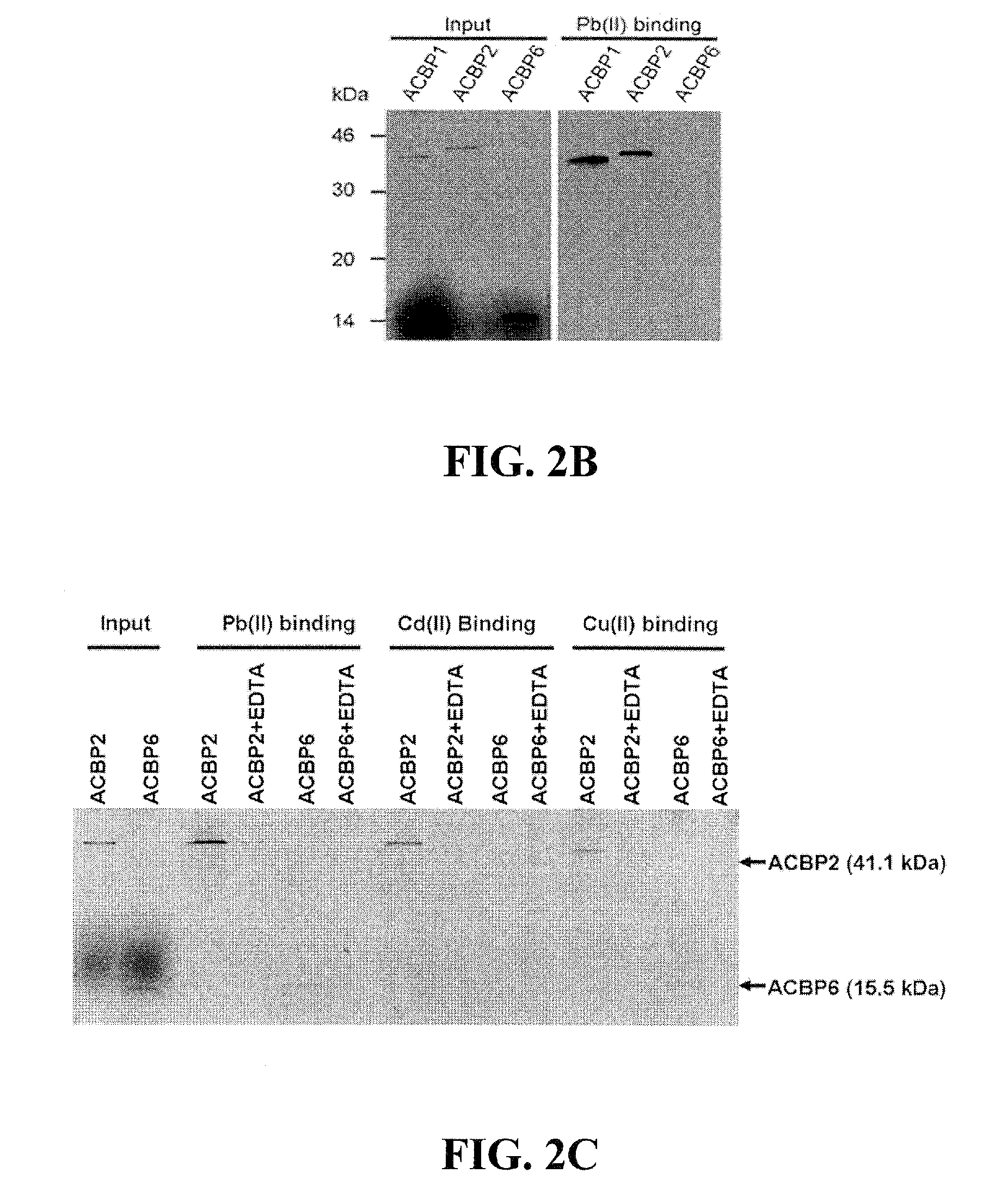 Methods of using transformed plants expressing plant-derived acyl-coenzyme-A-binding proteins in phytoremediation
