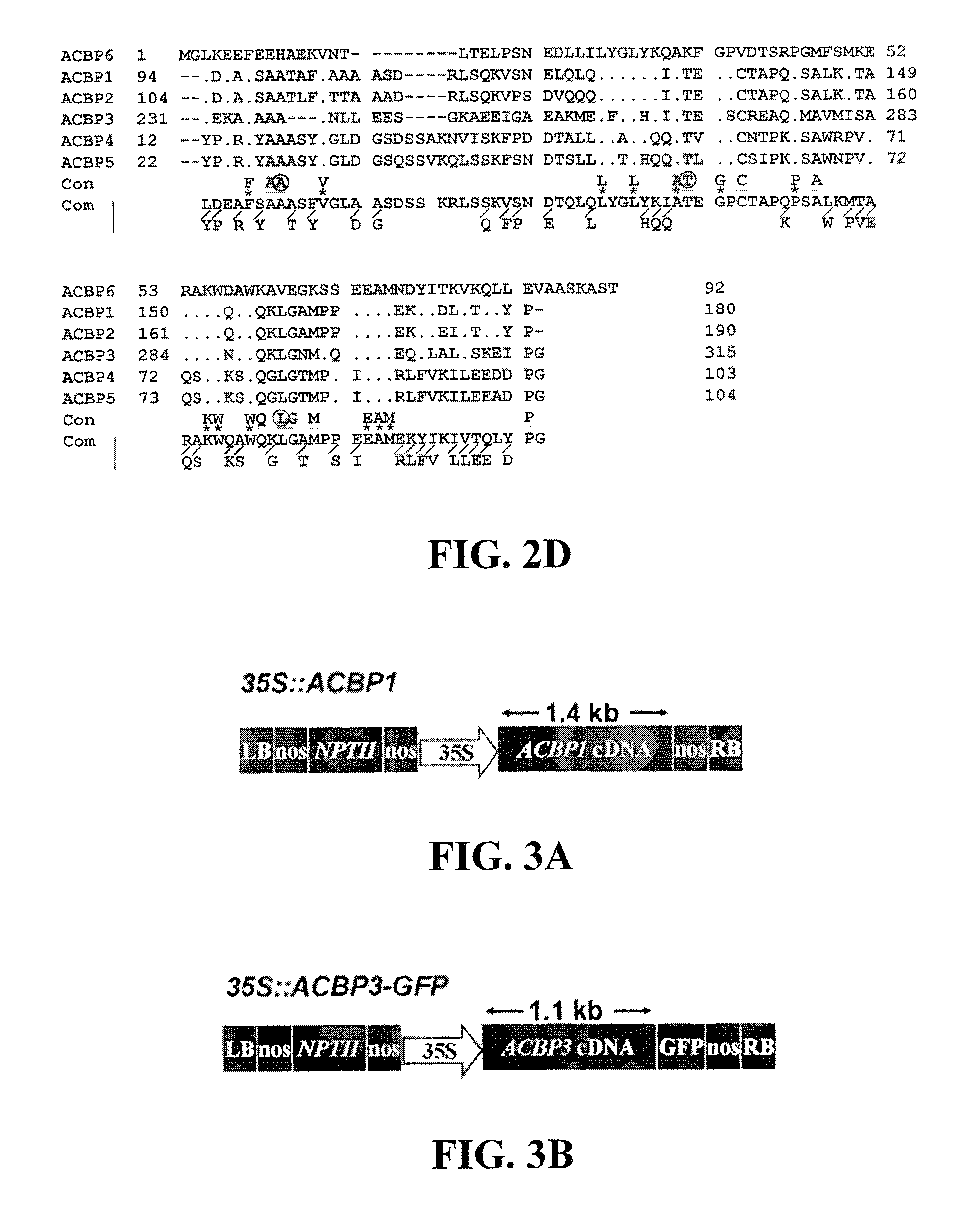 Methods of using transformed plants expressing plant-derived acyl-coenzyme-A-binding proteins in phytoremediation